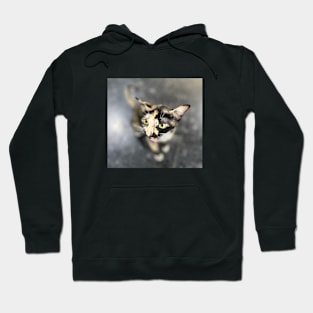 Tortoiseshell cat Hoodie